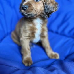 Cockapoo and Goldendoodle Puppies from Capital Doodles