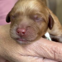White Collar Boy - Caramel red male Australian Labradoodle puppy in Statesville, North Carolina from Rose Cottage Labradoodles