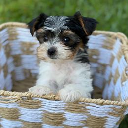 Hudson - Black tan and white male Biewer Terrier puppy in Liberty, Texas from Tiny Yorkshire pups