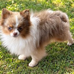 Biscotti - Beaver and Tan Merle Parti Female - Chocolate merle female Pomeranian puppy in Buck Valley, Pennsylvania from Buck Valley Pomeranians