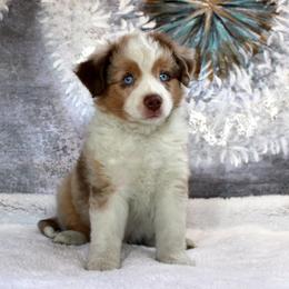 Cutter - Red merle male Miniature Australian Shepherd puppy in Belleview, Florida from Jennifer Townley