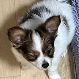 Prancer - Red white and sable male Papillon puppy in Philpot, Kentucky from Filbert's Lazy Dayz Papillons