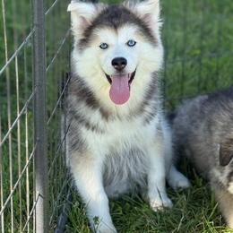 Casper - Wolf sable male Pomsky puppy in Lewiston, Minnesota from Family Pomsky