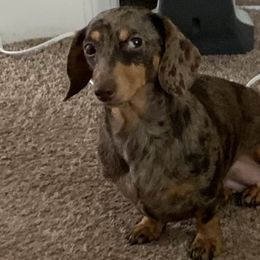 Izzy - Dachshund