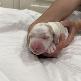 Springerdoodle Puppies from Georgia Springerdoodles