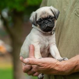 Girl 3 - female Pug puppy in Spokane, Washington from Sweet Mercy Farm