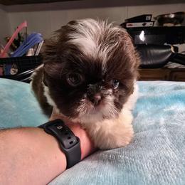 Boy 1 - Liver and white male Shih Tzu puppy in Belleville, Michigan from Patricia's Heavenly Earth Angels