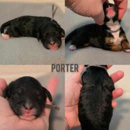 Porter - Tri-color male Bernedoodle puppy in Summerville, South Carolina from Channys Doodles