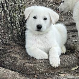 German Shepherd Puppies from Army Vet-German Shepherds
