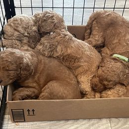 Goldendoodle Puppies from FurEver Friends Doodles