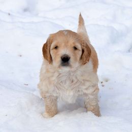 Bernedoodle and Double Doodle Puppies from Cloud Nine Doodles