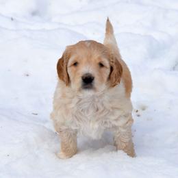 Bernedoodle and Double Doodle Puppies from Cloud Nine Doodles
