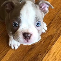 Boston Terrier Puppies from Lola’s House of Bostons & Rescue