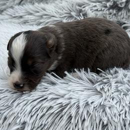 Dottie - Blue merle female Toy Australian Shepherd puppy in Ambrose, Georgia from Brandilyn's Aussies