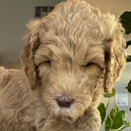 Solo - Apricot male Goldendoodle puppy in Gilbert, Arizona from DogHouse Doodles