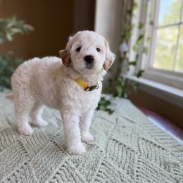 Kathani - Parti female Goldendoodle puppy in Barstow, California from Golden Desert Doodles