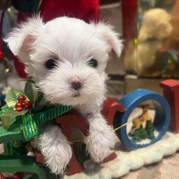Ziggy - White male Maltese puppy in Hephzibah ( Richmond County ), Georgia from Healing Pawz LLC