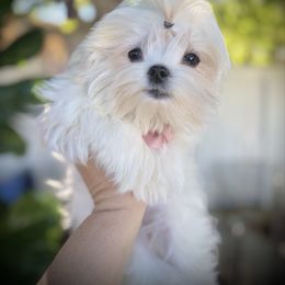 Venus - White female Maltese puppy in Upland, California from Prime Paradise Kennel