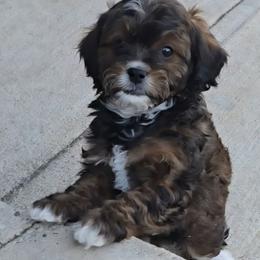 Fava - Sable female Cavapoo puppy in Las Cruces, New Mexico from Moongate Cavaliers