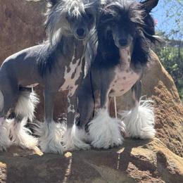 Wicked - Chinese Crested