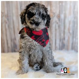 Duke - Available - OFA-Genetics-2 Yr Warranty. - Merle male Goldendoodle puppy in Jeddo, Michigan from Apple Creek Doodles