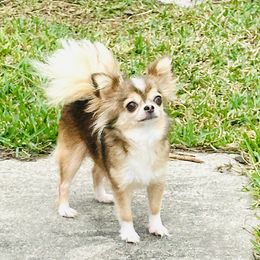 Paris - Chihuahua