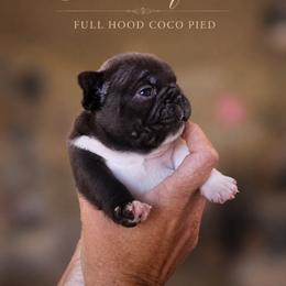 French Bulldog Puppies from Scherners Frenchie Frenz