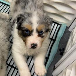 Olive - Blue merle female Australian Shepherd puppy in Anniston, Alabama from All Hale Aussies
