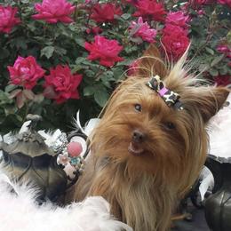 French Bulldogs, Maltese, and Poodles from SilverLining highlands and hounds