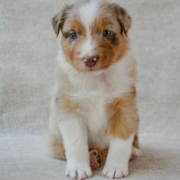 Buck - Red merle male Australian Shepherd puppy in Aberdeen, North Carolina from Huckleberry Hill Aussies LLC.