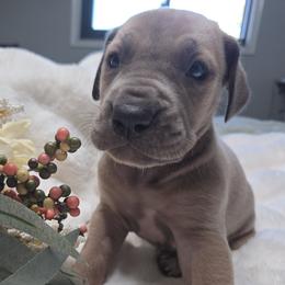 Maple - Merle female Great Dane puppy in Albany, Oregon from Red Cloud Australian Shepherds and DeGray Great Danes & Bulldogs
