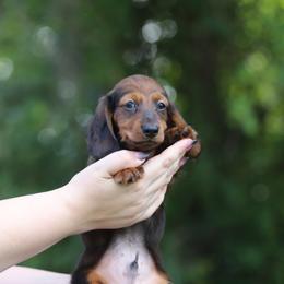 Dachshund Puppies from EntityDachs