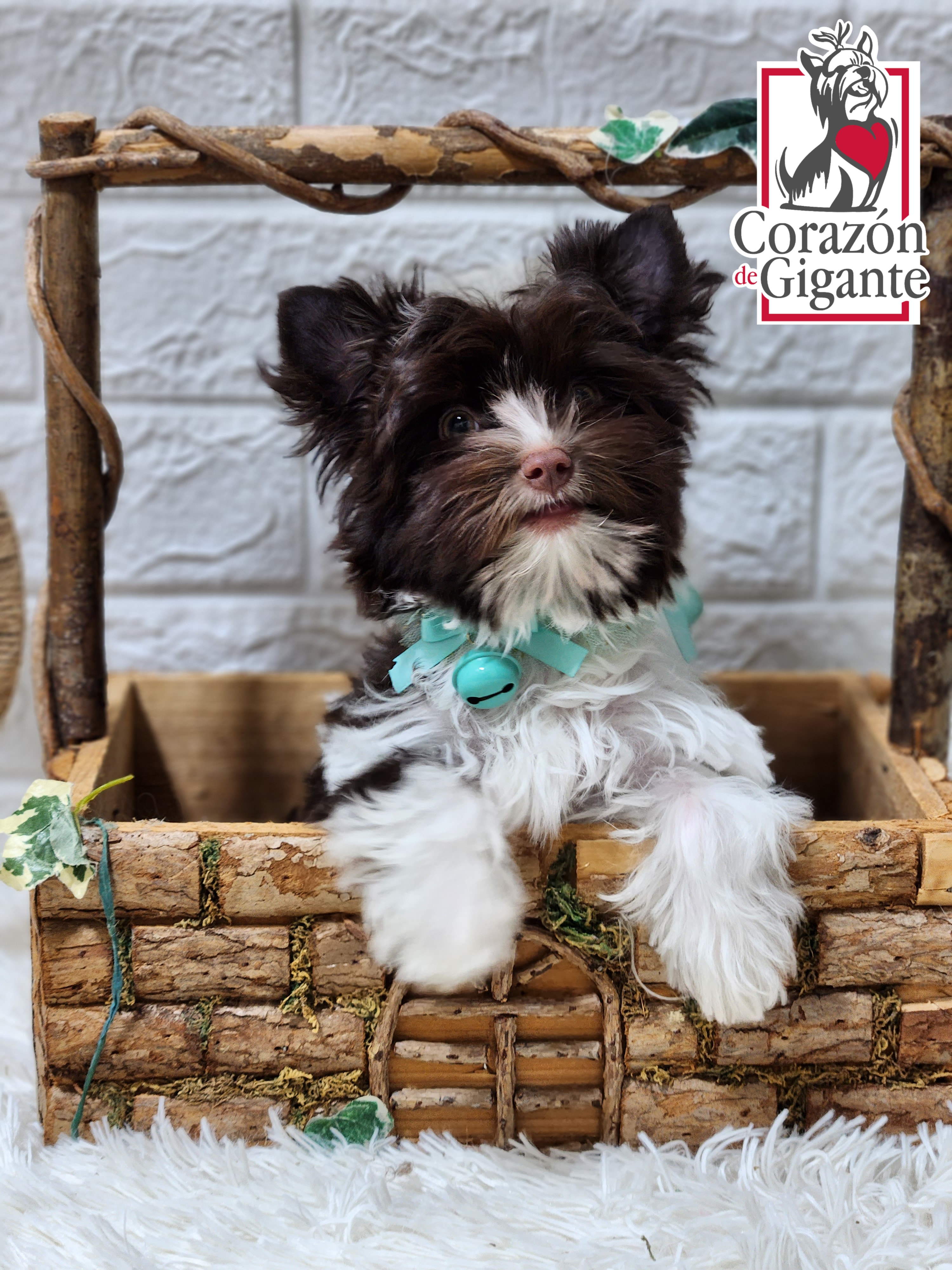 Biewer Terrier and Yorkshire Terrier Puppies from Corazon de gigante