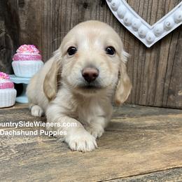 Boy 3 - male Dachshund puppy in Redding, California from CountrySide Wieners