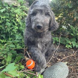 Kansas - male Golden Mountain Doodle puppy in Boise, Idaho from Nesting Dolls
