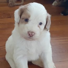Aussiedoodle, Australian Shepherd, and Golden Retriever Puppies from Hope & Joy Acres