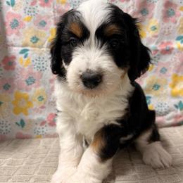 Dolly - Sable female Aussiedoodle puppy in Lebanon, Missouri from Kaitlen's Doodle Pups