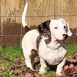 Bluey - Dachshund