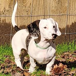 Bluey - Dachshund
