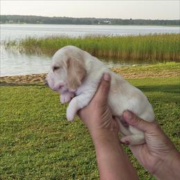 Bandit - Red and white male Basset Hound puppy in Denison, Texas from Emma Lou's Baby Bassets