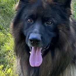 German Shepherds from What a Heart Wants
