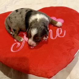 Romeo - Blue merle male Aussiedoodle puppy in Grants Pass, Oregon from Woodwind Miniatures