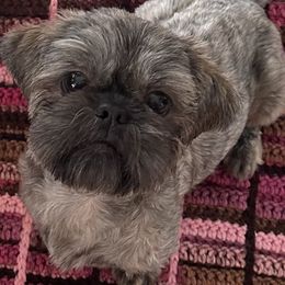 Cute - Shih Tzu