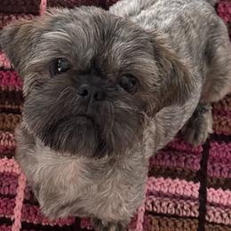 Cute - Shih Tzu