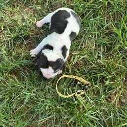Bee - Black white and tan female Beagle puppy in Sacramento, California from Alton Beagles