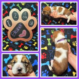 Purple Collar - Mahogany and white female Basset Hound puppy in Hamilton, Indiana from Cam’s Country Bassets