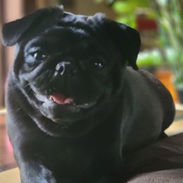 Opa - Pug