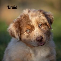 Druid - Red merle male Australian Shepherd puppy in Benton City, Washington from Eventide Australian Shepherds