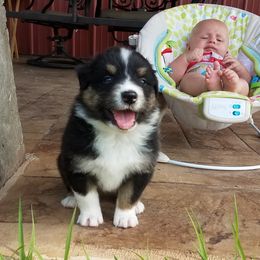 Australian Shepherd and Soft Coated Wheaten Terrier Puppies from Ironwood Ridge Kennels