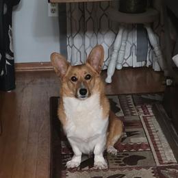 Desi - Pembroke Welsh Corgi